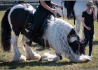 Pferd International 017